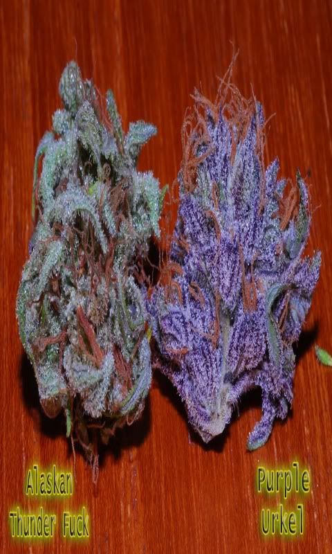 Buds.jpg