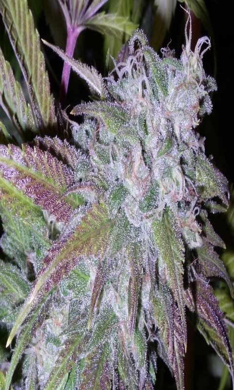purplesticky.jpg