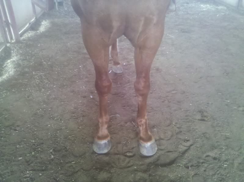 IMAGE(http://i1176.photobucket.com/albums/x322/parizo_equine/IMG_20110419_165649.jpg)