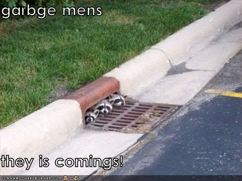 funny-pictures-racoons.jpg