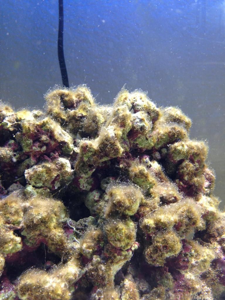 Hair algae? Dinoflagellates? The Reef Tank