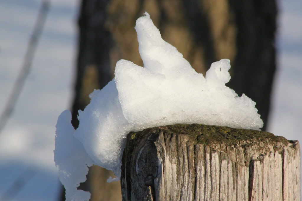 IMAGE: http://i1176.photobucket.com/albums/x326/Aponi06/IMG_2178.jpg