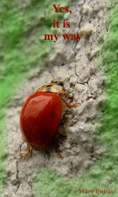 velikizeleni,red lady