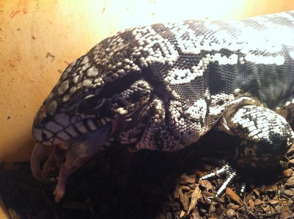 tegu2.jpg