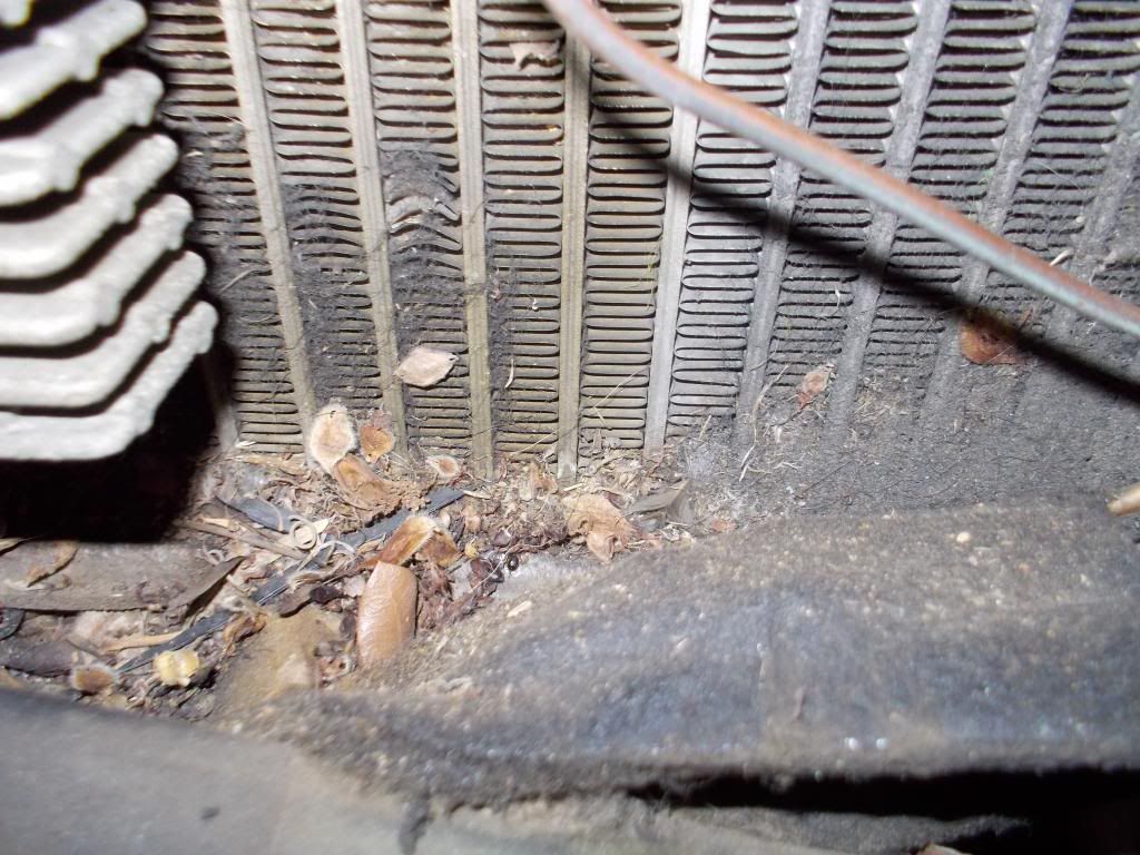  photo Evap5_zps9c01f3d2.jpg