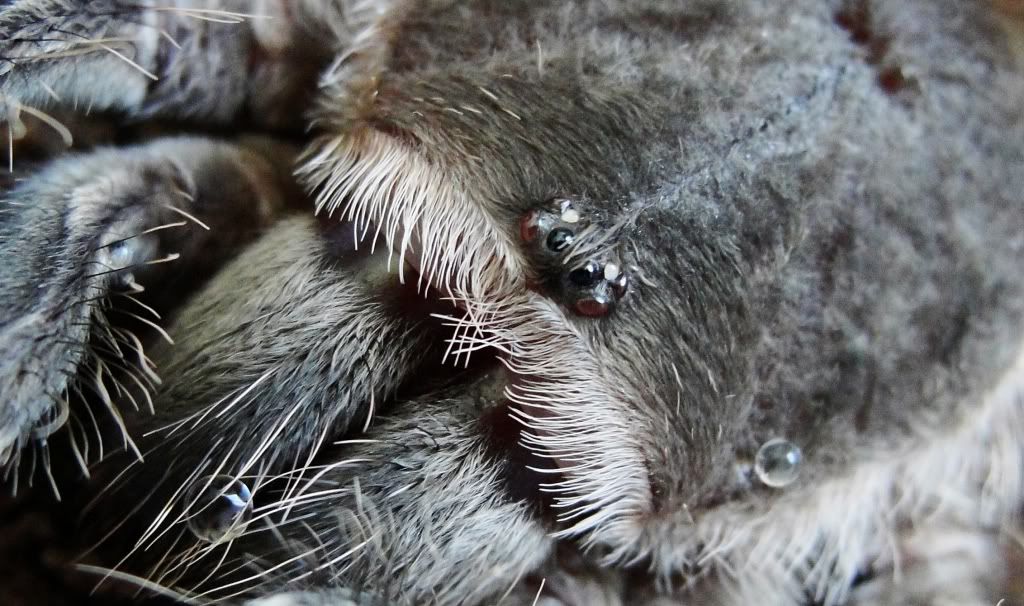 tarantula
