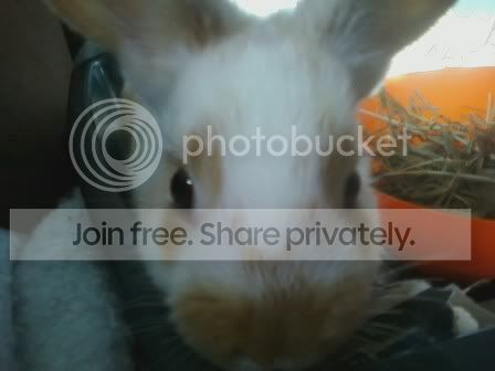 Bunny-1.jpg